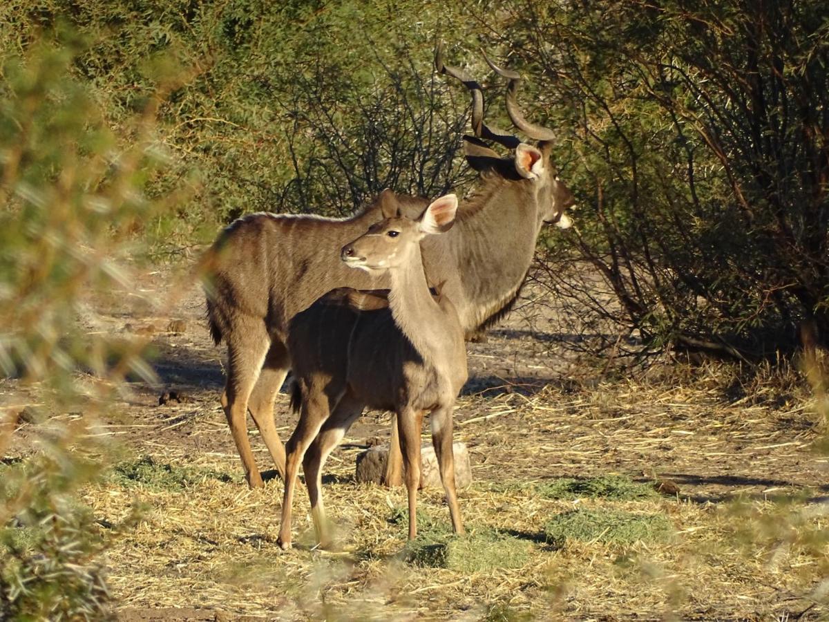 Teri-Lemveli Lodge Beaufort West Eksteriør bilde